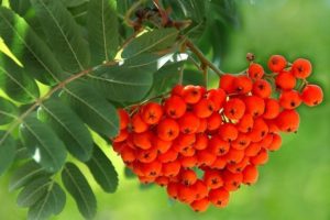 Рябиновое вино в домашних условиях