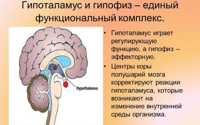 Гормоны и алкоголь