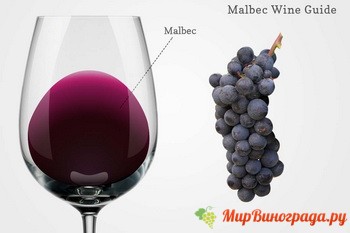 Обзор вина Мальбек