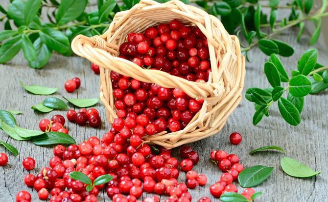 Готовим настойку из брусники