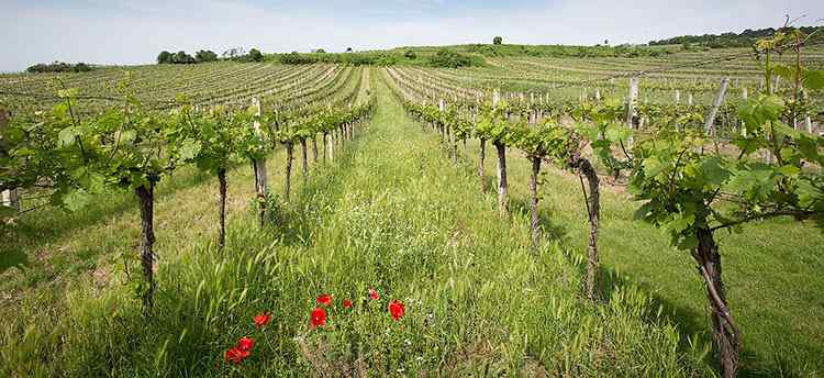 Органика и биодинамика