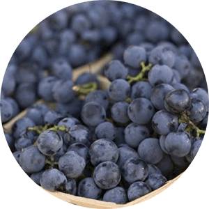 Готовим вино из винограда Изабелла