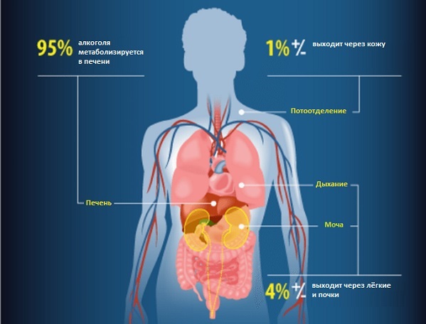 Время вывода алкоголя из организма
