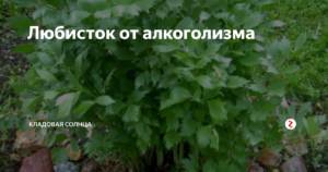 Трава любисток от алкоголизма