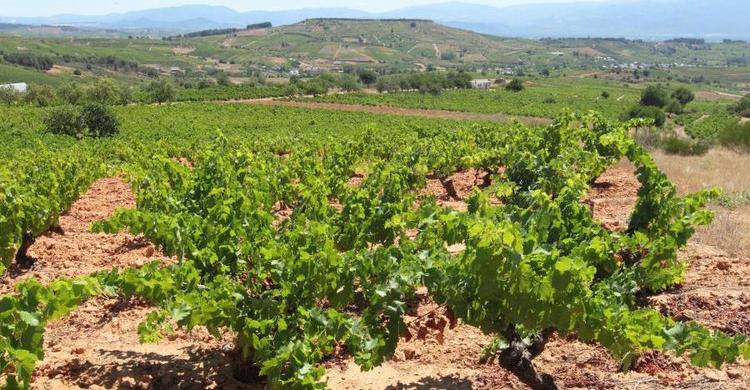 Описание сортов винограда