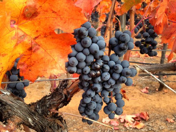 Обзор чилийского вина Карменер