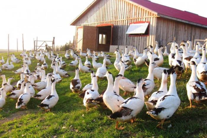 Утиная ферма