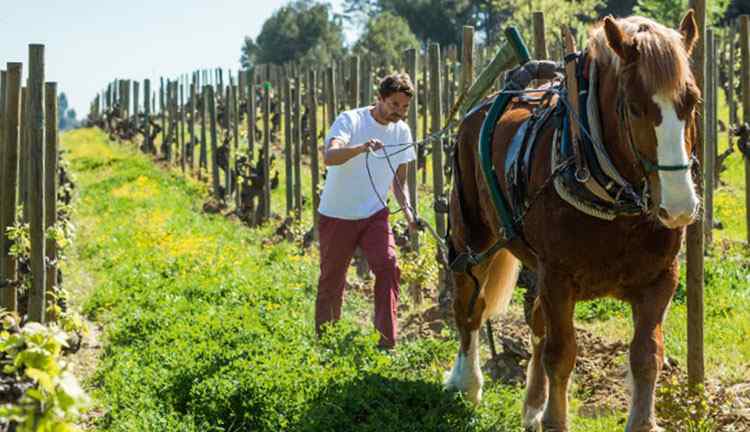 Органика и биодинамика