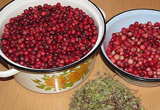 Готовим прекрасное вино из клюквы