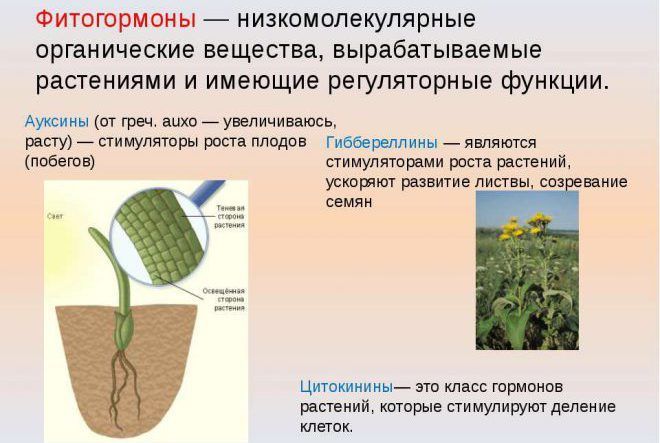 Гормоны и алкоголь