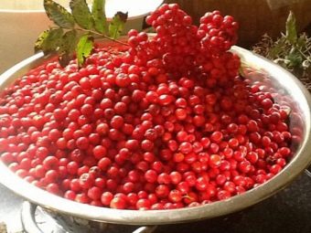 Настойки из красной и черноплодной рябины