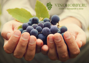 Органика и биодинамика