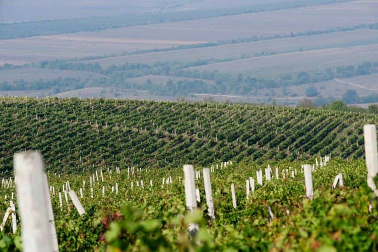 Обзор вин из Молдавии