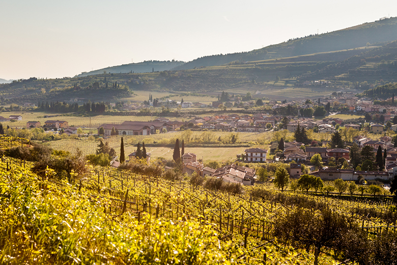 Белое и красное итальянское вино