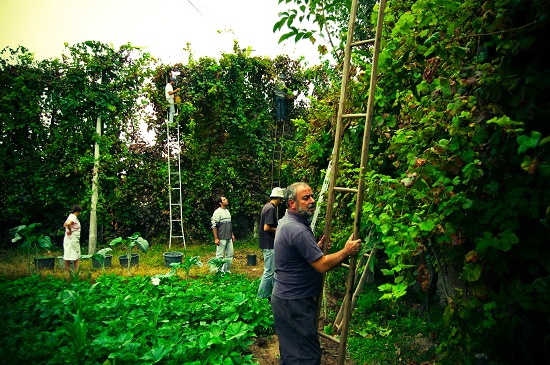 Обзор Португальских вин