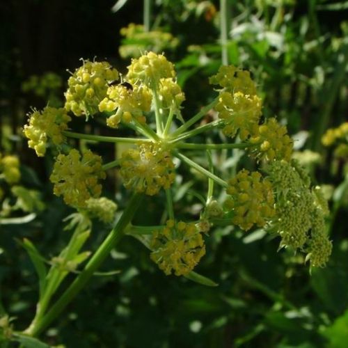 Трава любисток от алкоголизма