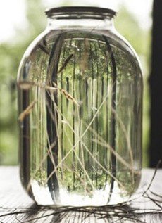 Настойка Зубровка