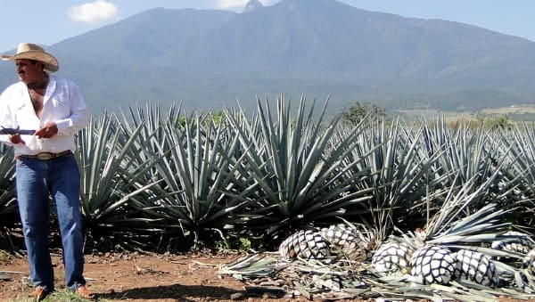 Как и из чего сделать текилу