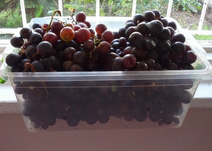 Вино из яблочного, виноградного и лимонного сока