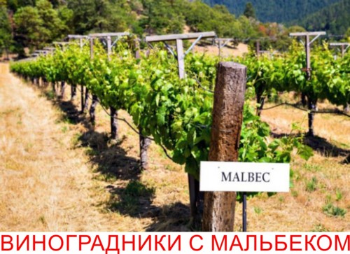 Обзор вина Мальбек