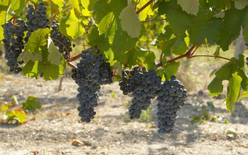 Описание сортов винограда