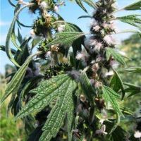 Успокоительные настойки для нервной системы