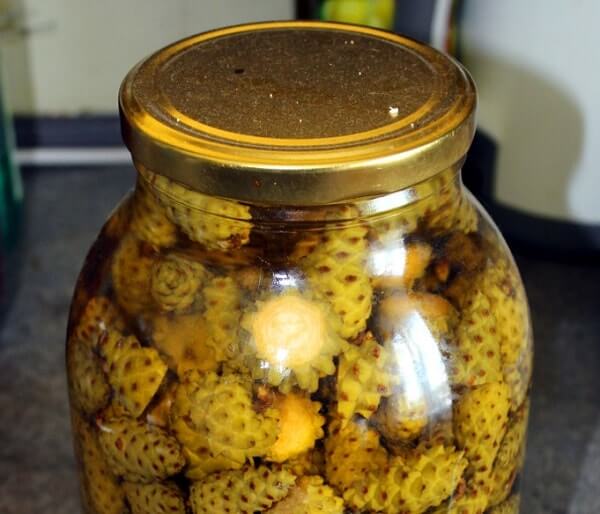 Делаем настойку на сосновых шишках