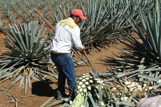 Как и из чего сделать текилу