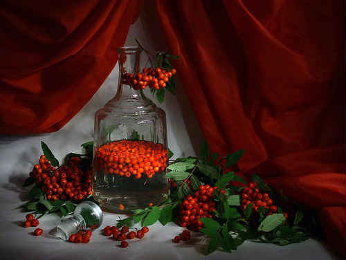 Настойки из красной и черноплодной рябины