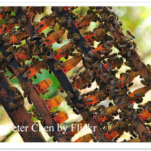 Настойка прополиса на спирту