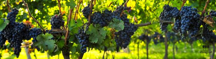 Обзор чилийского вина Карменер