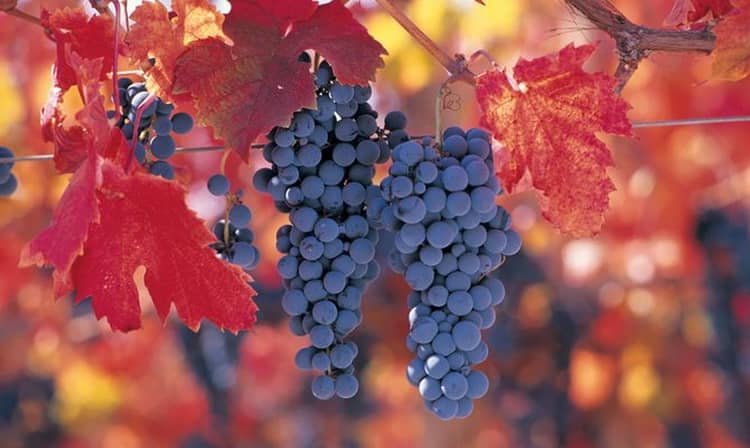 Обзор чилийского вина Карменер