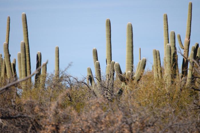 Обзор чешского пива
