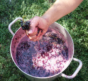 Вино из яблочного, виноградного и лимонного сока