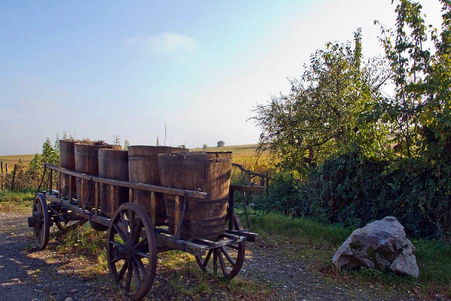 Пробуем вина Венгрии