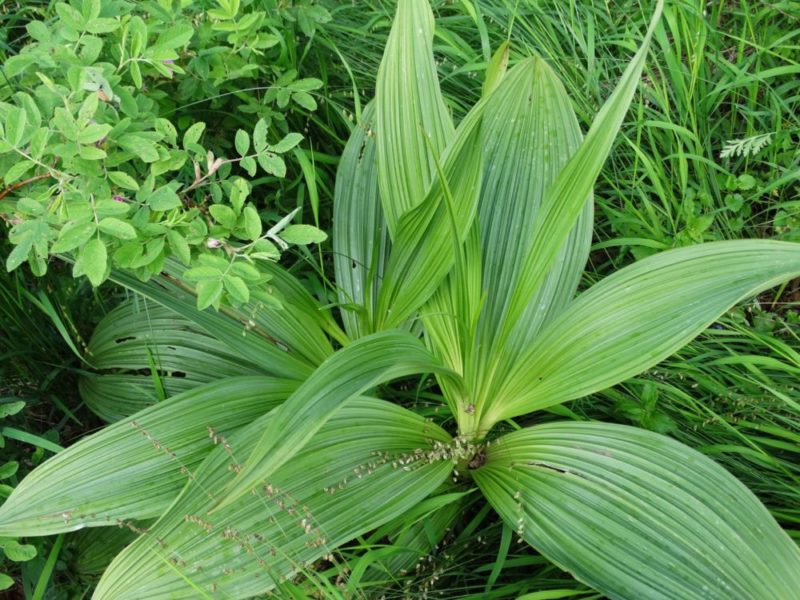 Можно ли употреблять траву кукольник от алкоголизма