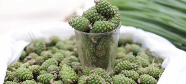 Делаем настойку на сосновых шишках