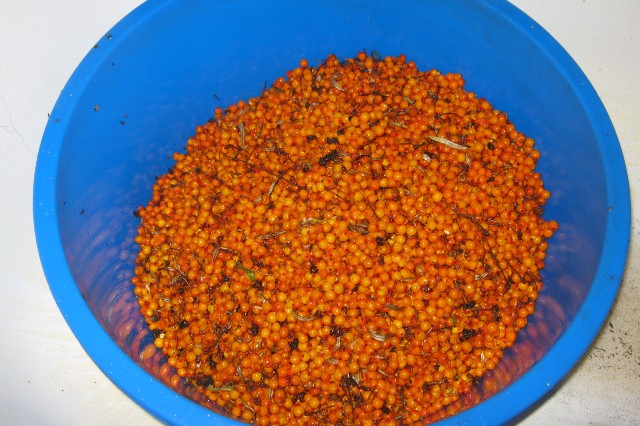 Как приготовить вино из облепихи