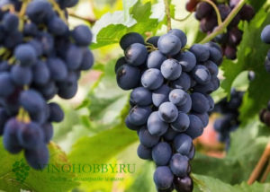 Все о вине алазанская долина