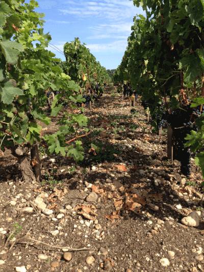 Шампанское Laurent Perrier