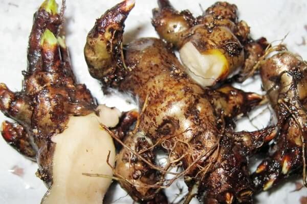 Делаем настойку с золотым корнем