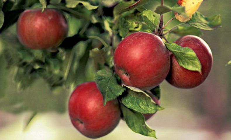 Рецепты яблочного сидра