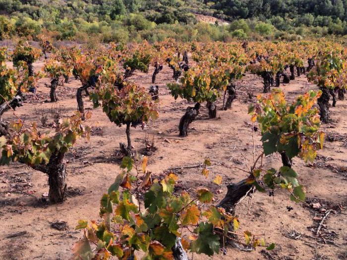 Обзор чилийского вина