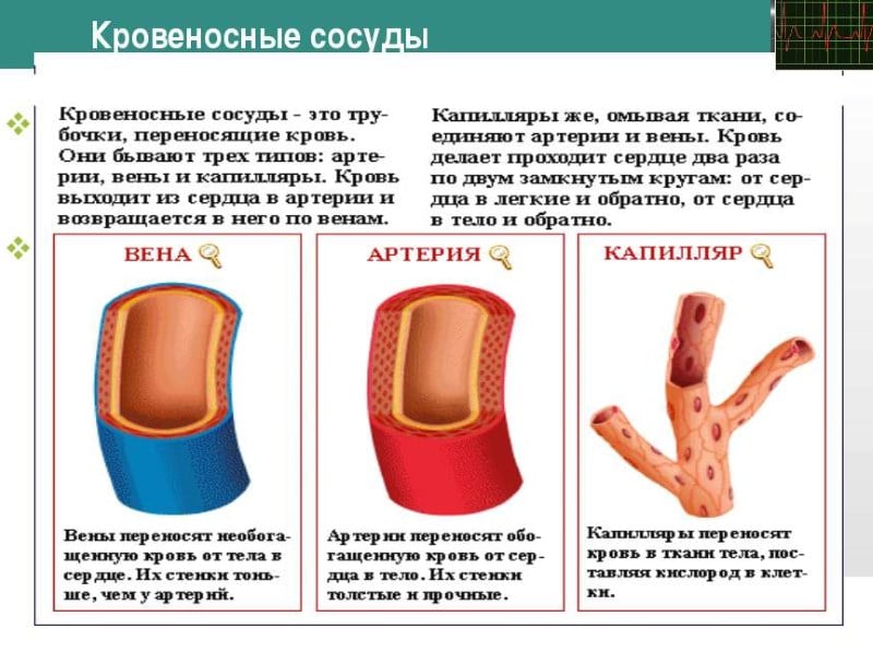 Как алкоголь влияет на течение месячных