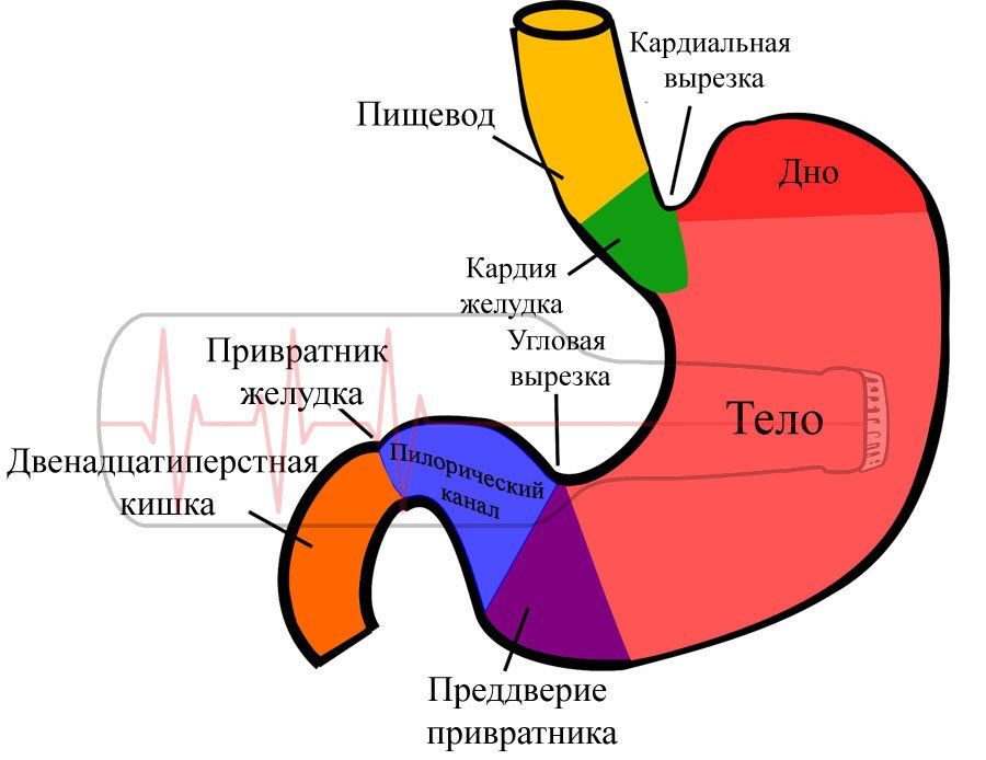 Если болит желудок после алкоголя