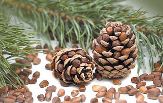 Вкусные рецепты самогона на кедровых орехах