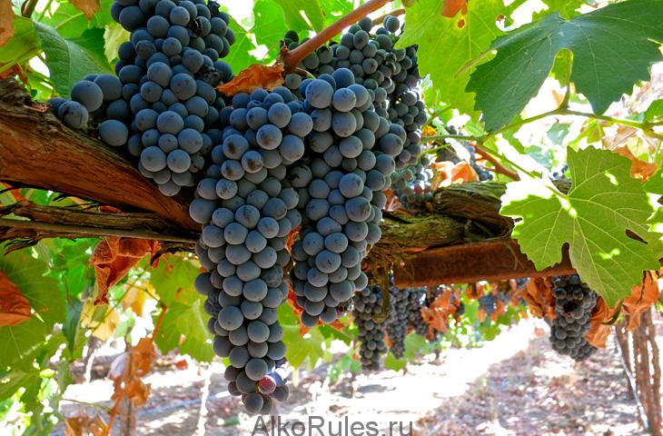 Крепленое вино и портвейн 777