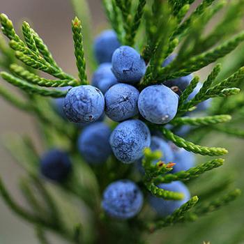 Рецепты коктейлей с джином