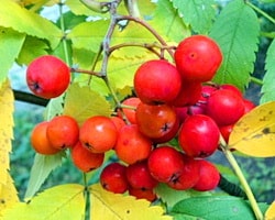 Настойки из красной и черноплодной рябины