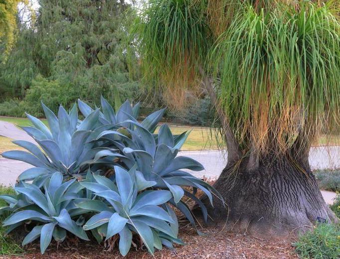 Шоколадная и золотая текила Ольмека